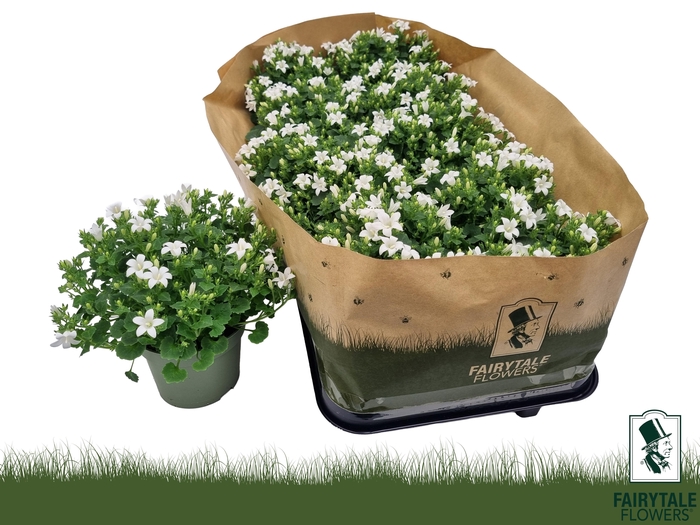 <h4>arr8 Camp Por Whi Get Mee</h4>