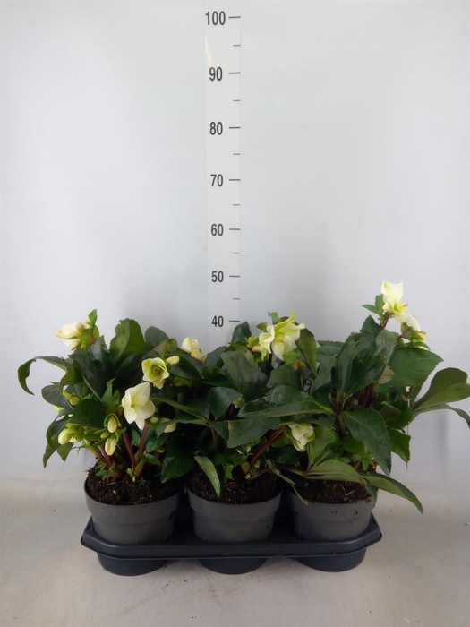 <h4>Helleborus ...</h4>