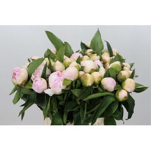 Paeonia Chiffon Parfait
