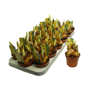 NARCISSUS CARLTON P9