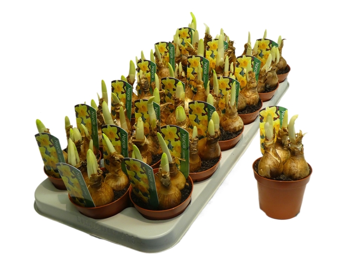<h4>Narcissus Grootkronige Grp 'Carlton'</h4>
