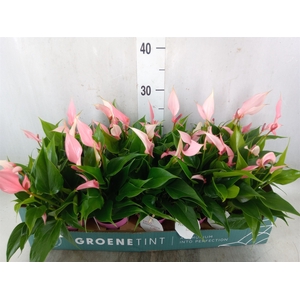 Anthurium andr. 'Lilli'
