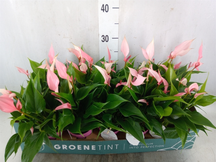 <h4>Anthurium andr. 'Lilli'</h4>