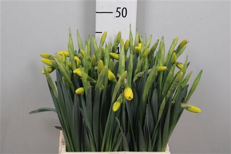 <h4>Narc G Pinza</h4>