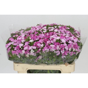 Dianthus Br Amazon Rose Magic