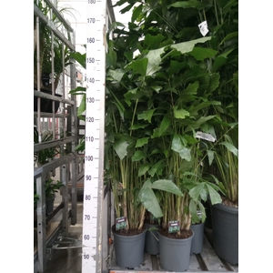Caryota mitis
