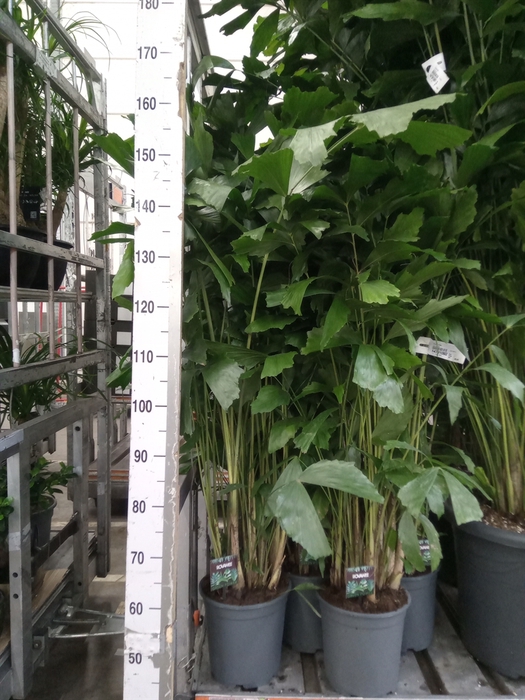 <h4>Caryota mitis</h4>