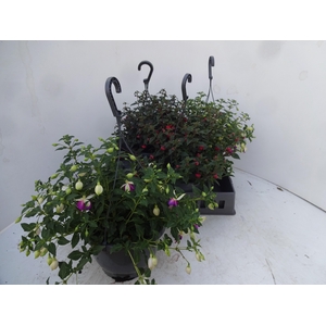 FUCHSIA GEM