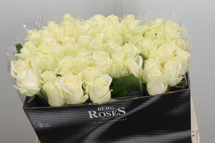 <h4>R Gr Avalanche+</h4>