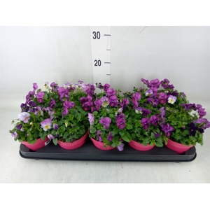 Viola corn. 'Evo Mini MM Nice'