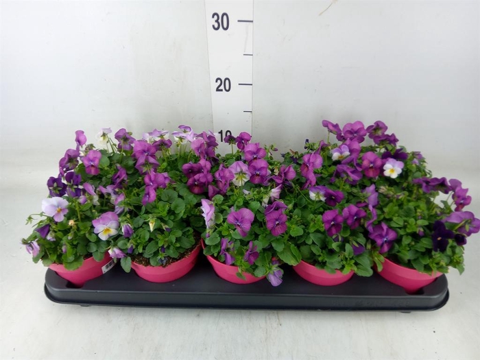 <h4>Viola corn. 'Evo Mini MM Nice'</h4>