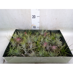 Tillandsia