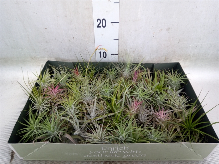 <h4>Tillandsia</h4>