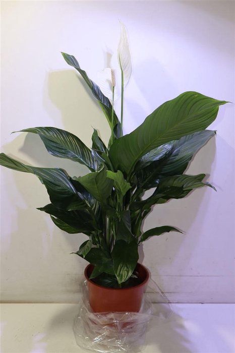 <h4>arr8 Spath Sweet Silvana</h4>