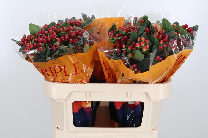 <h4>Hyp Mag Lightning</h4>