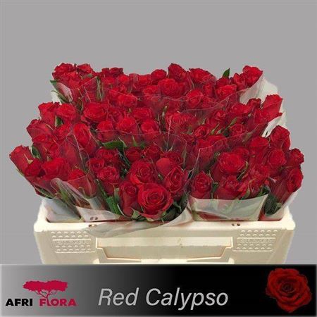 <h4>R Kl Red Calypso</h4>