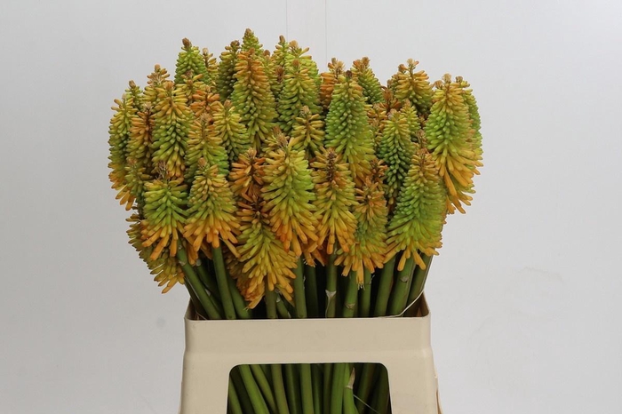 <h4>KNIP EYCONE PEACH</h4>