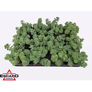 Sedum sieboldii
