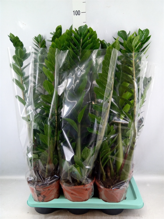 <h4>Zamioculcas zamiifolia</h4>