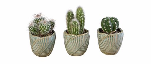 CACTUS MIX P6 L 65960