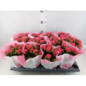 Kalanchoe blos. ..rosebud