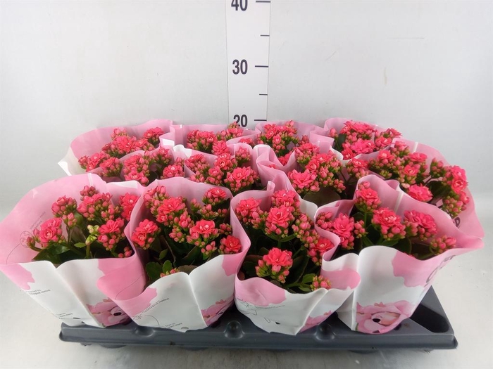 <h4>Kalanchoe blos.   ..rosebud</h4>