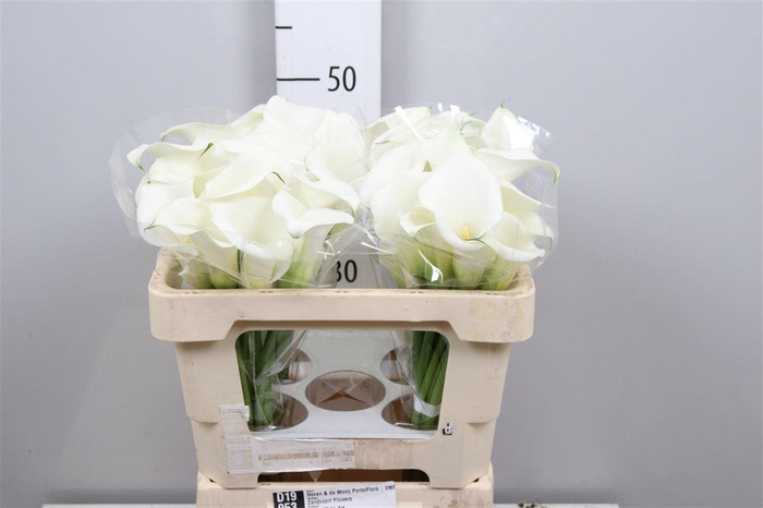 <h4>Zant White Art</h4>