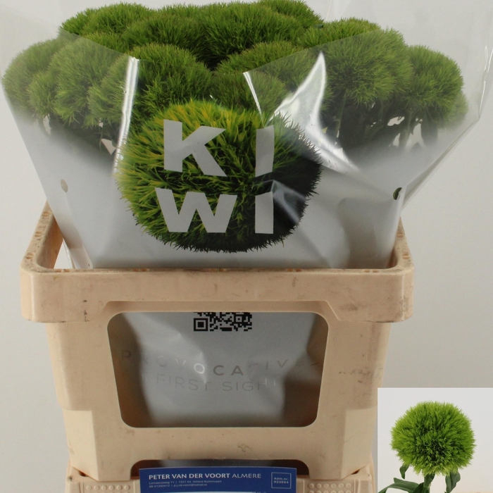 <h4>DI BARB KIWI MELLOW</h4>