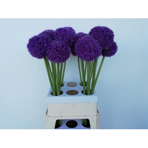 ALLIUM GIGANTEUM
