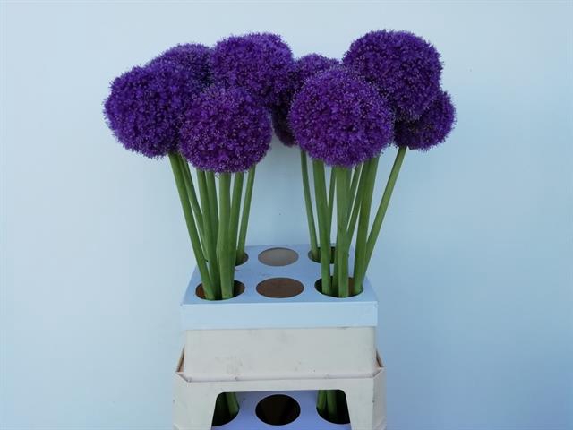 ALLIUM GIGANTEUM