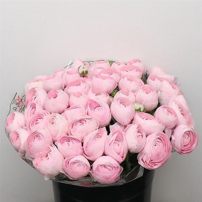 <h4>Ran Su Sr Hanoi Pink Super</h4>