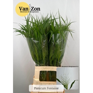 PANICUM VIRGATUM 'FOUNTAIN'