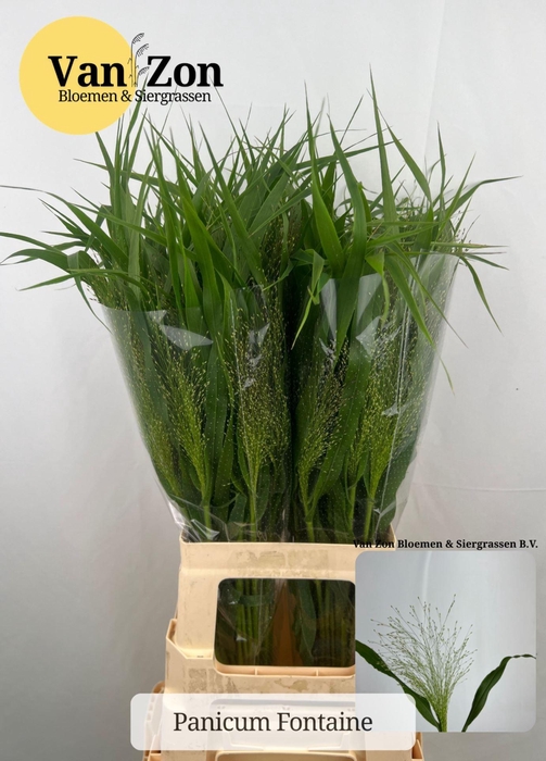 <h4>PANICUM VIRGATUM 'FOUNTAIN'</h4>