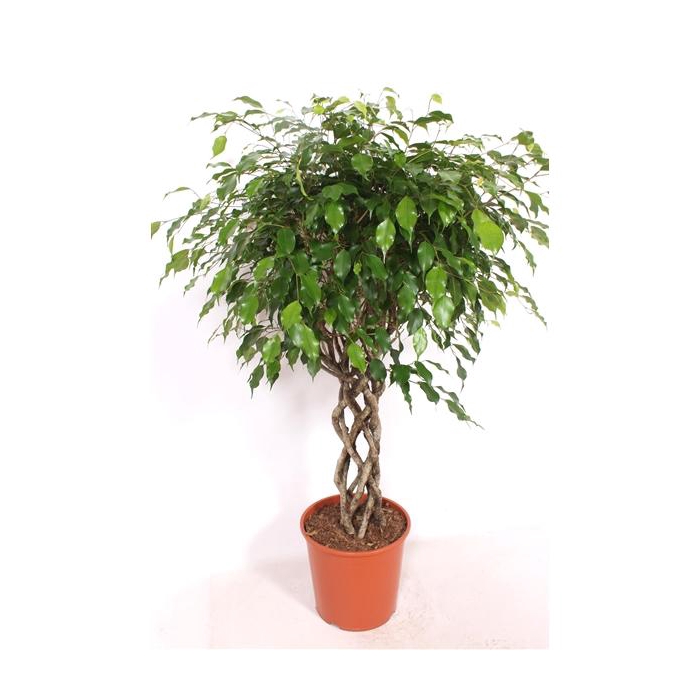 <h4>Ficus Exotica cylindre</h4>