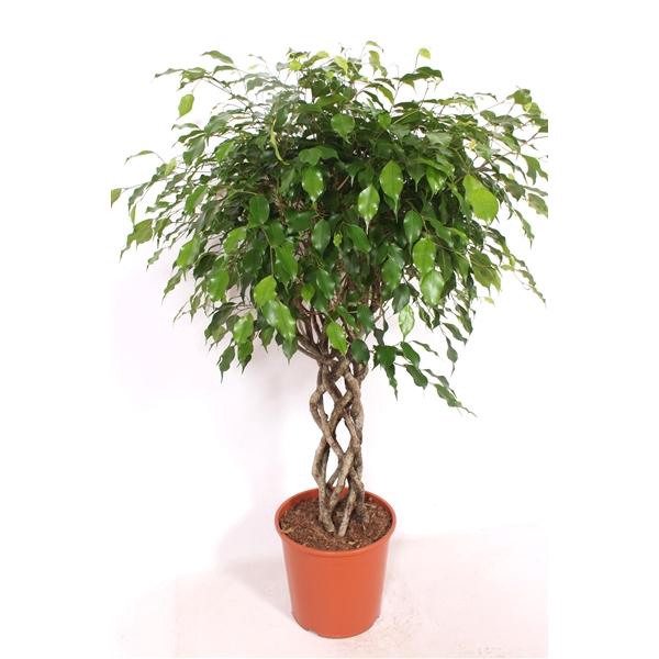 <h4>Ficus Exotica</h4>