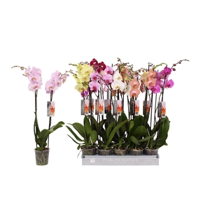 Phalaenopsis 8 color mix, 2-spike 18+