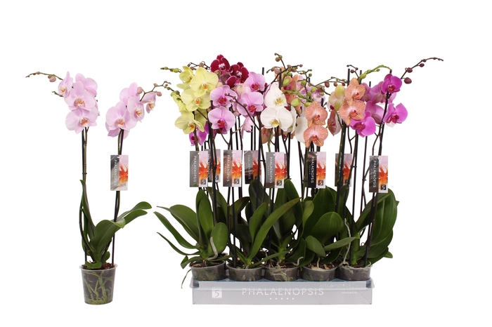 <h4>Phalaenopsis 8 color mix, 2-spike 18+</h4>