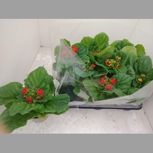 CALC X HERBEOHYBRIDA