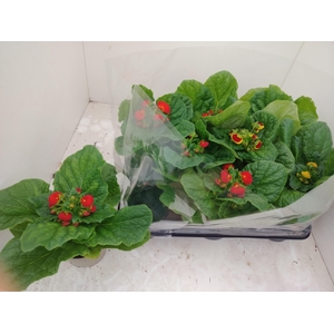 CALC X HERBEOHYBRIDA