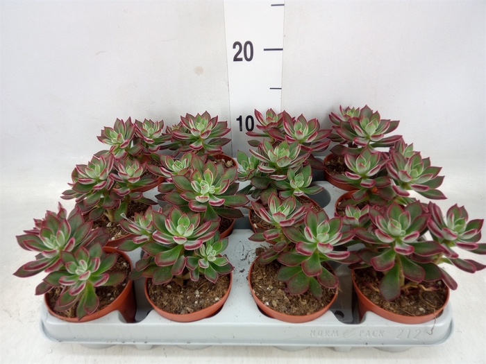 <h4>Echeveria pulvinata 'Devotion'</h4>