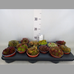 Sempervivum   ...mix