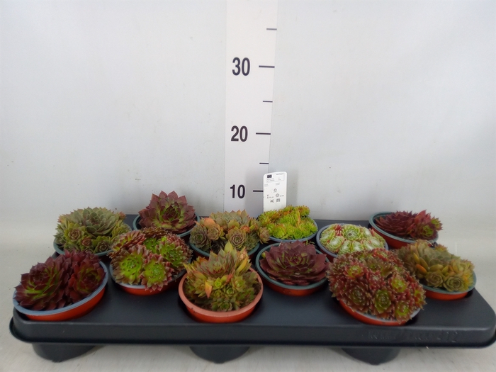 <h4>Sempervivum   ...mix</h4>