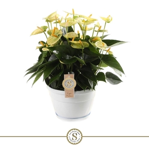 Anthurium Andreanum geel Schaal Napoli, Yellow Champion