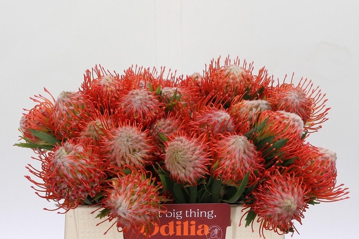 <h4>LEUCO CO TANGO</h4>