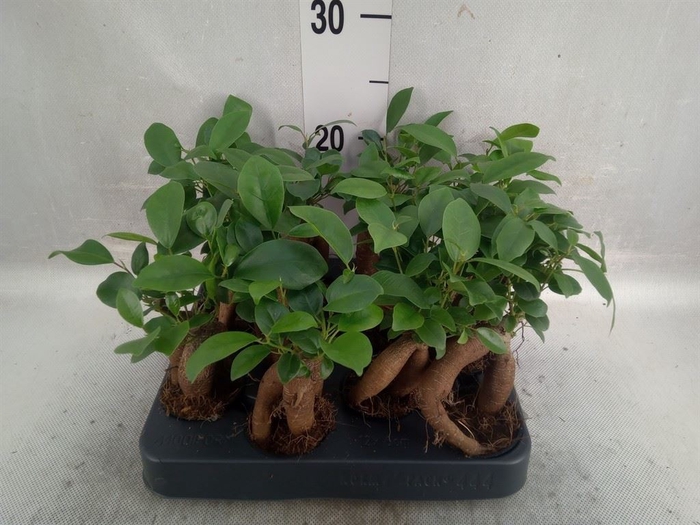 <h4>Ficus microcarpa 'Ginseng'</h4>