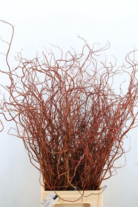 <h4>Salix Kronkelwilg 100/110 Cm Per Bunch</h4>