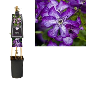 Clematis vit. Super Nova PBR +3.0 label