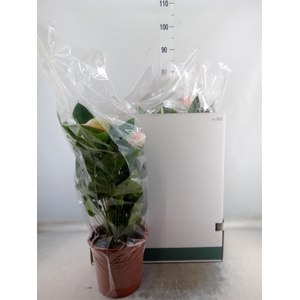 Anthurium   ...mix