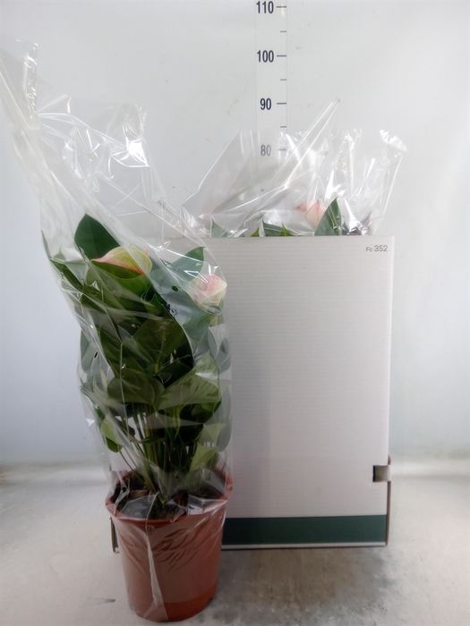 <h4>Anthurium   ...mix</h4>