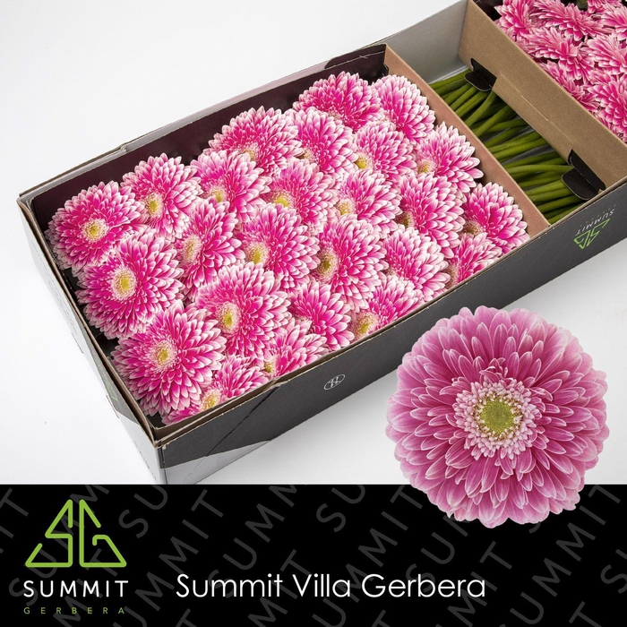 <h4>GE GB POM POWER BALL</h4>